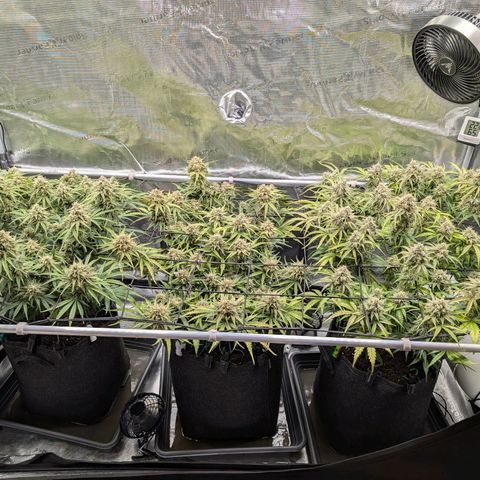 Sensi Seeds x Fat Beans - Candy Buds growlog photo: Woche 11