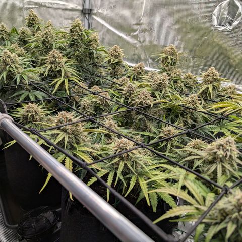 Sensi Seeds x Fat Beans - Candy Buds growlog photo: Woche 11