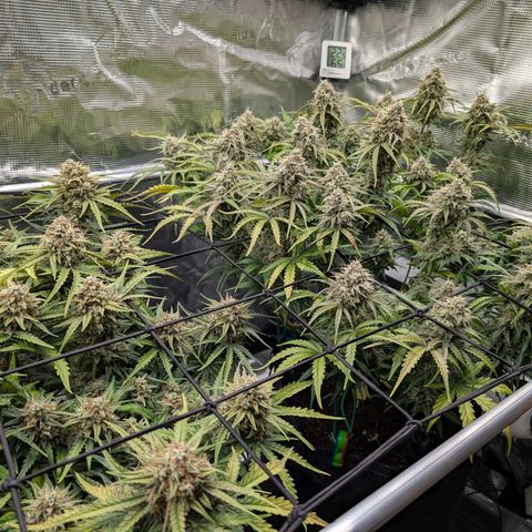 Sensi Seeds x Fat Beans - Candy Buds growlog photo: Woche 11