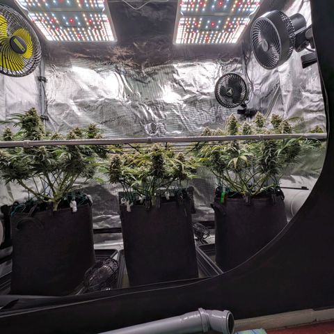 Sensi Seeds x Fat Beans - Candy Buds growlog photo: Woche 11