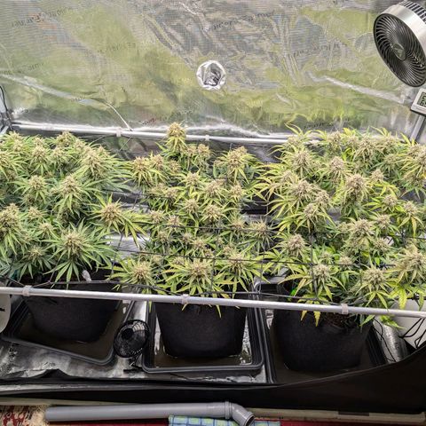Sensi Seeds x Fat Beans - Candy Buds growlog photo: Woche 11