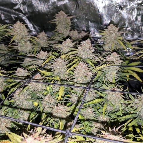 Sensi Seeds x Fat Beans - Candy Buds growlog photo: Woche 11