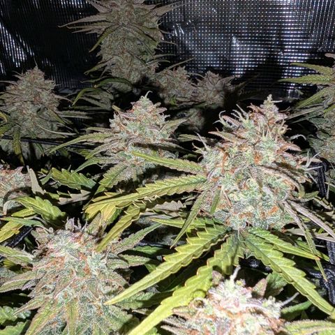 Sensi Seeds x Fat Beans - Candy Buds growlog photo: Woche 11