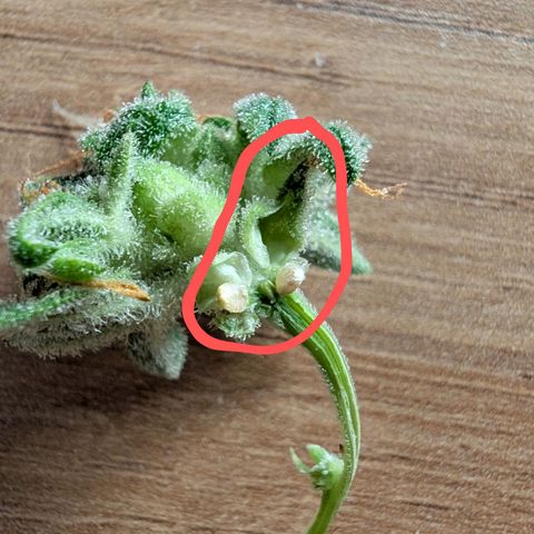 Sensi Seeds x Fat Beans - Candy Buds growlog photo: Woche 11