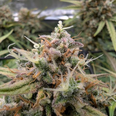 Sensi Seeds x Fat Beans - Candy Buds growlog photo: Woche 11