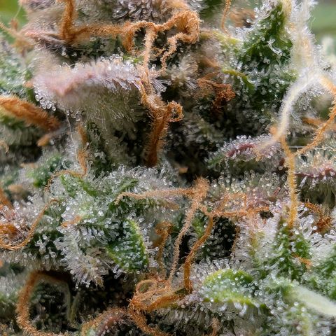 Sensi Seeds x Fat Beans - Candy Buds growlog photo: Woche 11