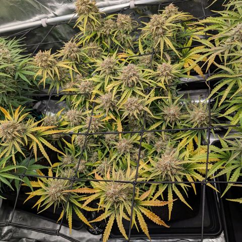 Sensi Seeds x Fat Beans - Candy Buds growlog photo: Pflanze in der Mitte wird jetzt nicht mehr gegossen und soll im Topf sterben. Regelmäßig Fotos machen um Unterwässerung zu dokumentieren.