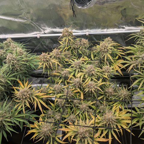 Sensi Seeds x Fat Beans - Candy Buds growlog photo: Mittlere Pflanze Trockentag 3