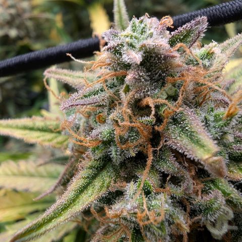 Sensi Seeds x Fat Beans - Candy Buds growlog photo: Mittlere Pflanze Trockentag 3