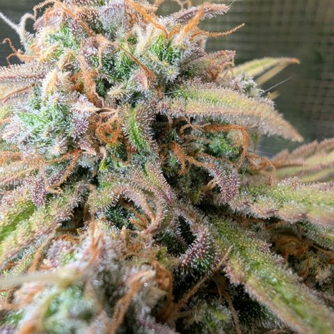 Sensi Seeds x Fat Beans - Candy Buds growlog photo: Mittlere Pflanze Trockentag 3