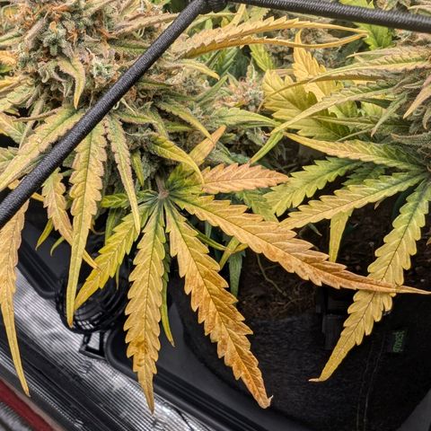 Sensi Seeds x Fat Beans - Candy Buds growlog photo: Mittlere Pflanze Trockentag 3