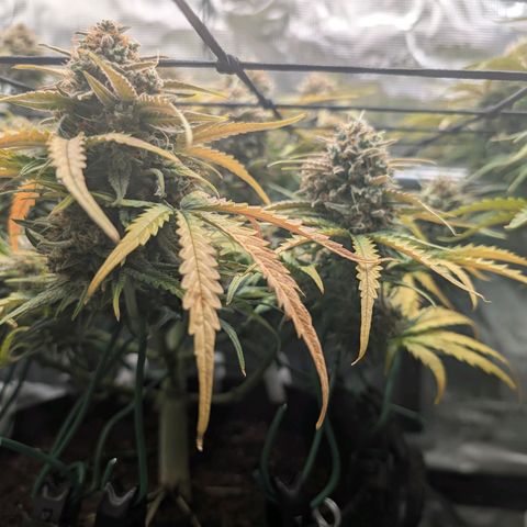 Sensi Seeds x Fat Beans - Candy Buds growlog photo: Mittlere Pflanze Trockentag 3