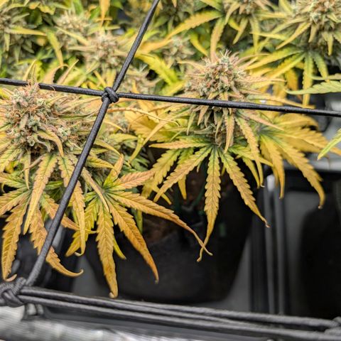 Sensi Seeds x Fat Beans - Candy Buds growlog photo: Woche 11 Mittlere Pflanze