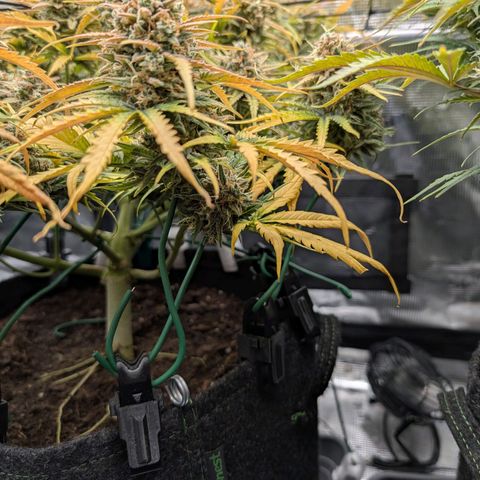 Sensi Seeds x Fat Beans - Candy Buds growlog photo: Woche 11 Mittlere Pflanze
