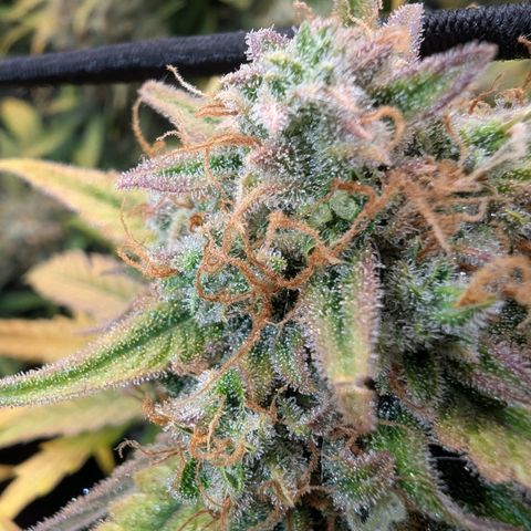 Sensi Seeds x Fat Beans - Candy Buds growlog photo: Woche 11 Mittlere Pflanze