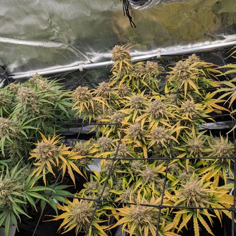 Sensi Seeds x Fat Beans - Candy Buds growlog photo: Woche 11 Mittlere Pflanze