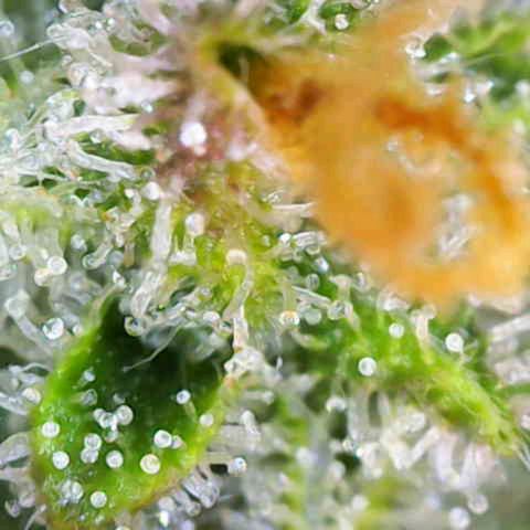 Sensi Seeds x Fat Beans - Candy Buds growlog photo: Woche 11 Mittlere Pflanze