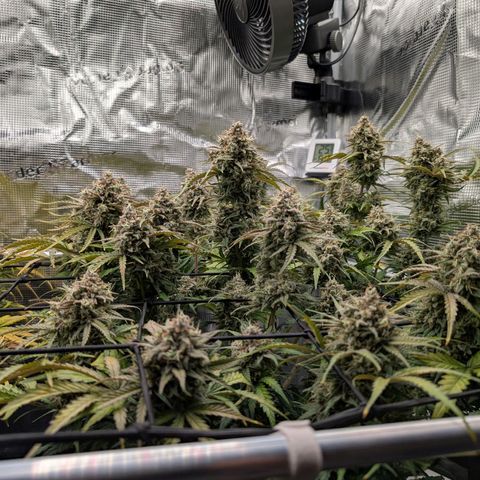 Sensi Seeds x Fat Beans - Candy Buds growlog photo: Woche 11 Mittlere Pflanze
