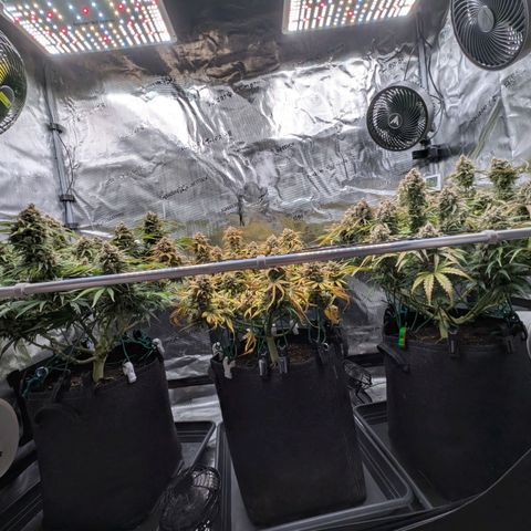 Sensi Seeds x Fat Beans - Candy Buds growlog photo: Woche 11