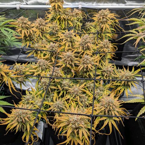 Sensi Seeds x Fat Beans - Candy Buds growlog photo: Woche 11