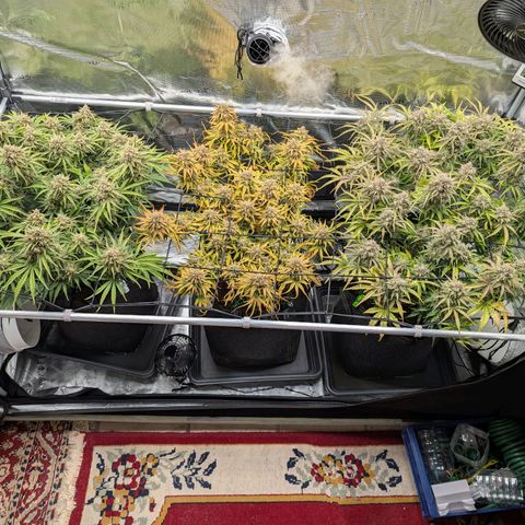Sensi Seeds x Fat Beans - Candy Buds growlog photo: Woche 11