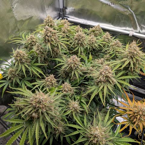 Sensi Seeds x Fat Beans - Candy Buds growlog photo: Woche 11