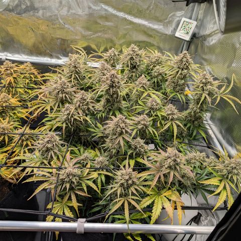 Sensi Seeds x Fat Beans - Candy Buds growlog photo: Woche 11