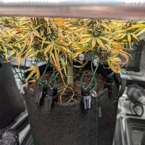 Sensi Seeds x Fat Beans - Candy Buds growlog photo: Woche 11