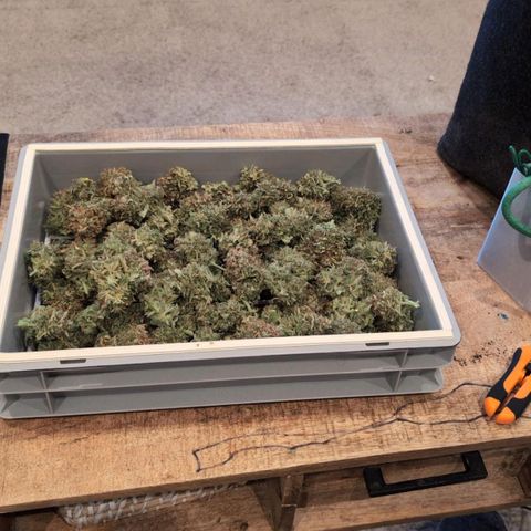 Sensi Seeds x Fat Beans - Candy Buds growlog photo: Ernte Mittlere Pflanze