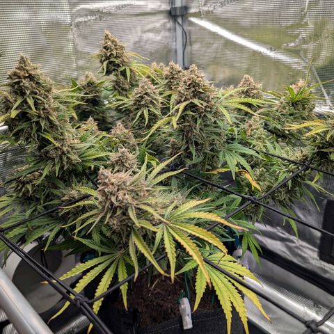 Sensi Seeds x Fat Beans - Candy Buds growlog photo: Woche 12