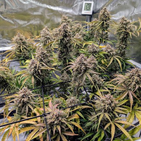 Sensi Seeds x Fat Beans - Candy Buds growlog photo: Woche 12