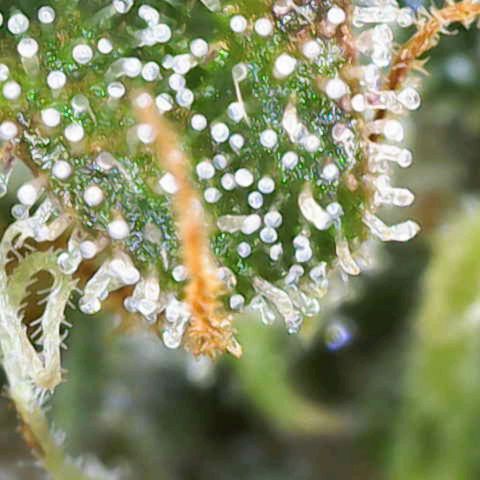 Sensi Seeds x Fat Beans - Candy Buds growlog photo: Woche 12