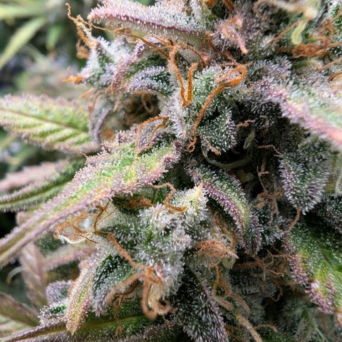Sensi Seeds x Fat Beans - Candy Buds growlog photo: Woche 12