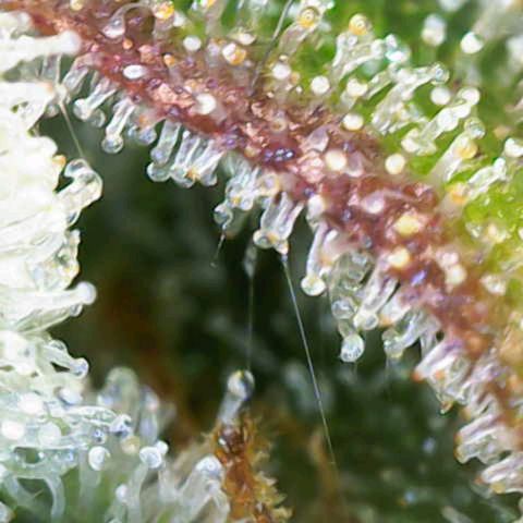 Sensi Seeds x Fat Beans - Candy Buds growlog photo: Woche 12