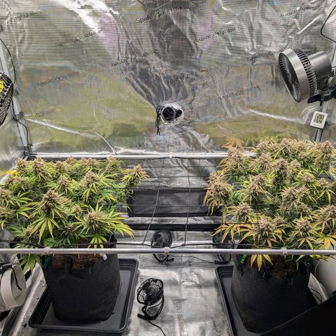 Sensi Seeds x Fat Beans - Candy Buds growlog photo: Woche 12