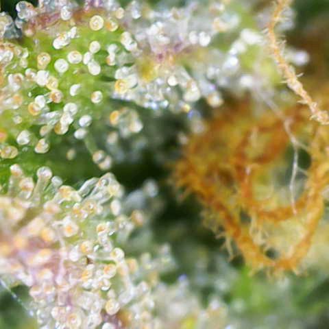 Sensi Seeds x Fat Beans - Candy Buds growlog photo: Woche 12