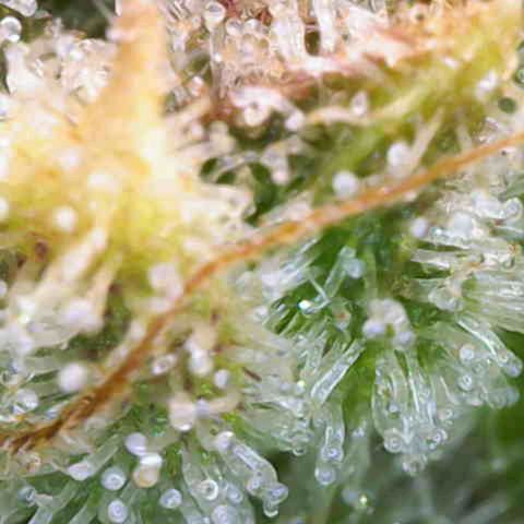 Sensi Seeds x Fat Beans - Candy Buds growlog photo: Woche 12