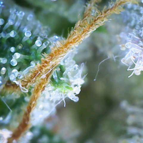 Sensi Seeds x Fat Beans - Candy Buds growlog photo: Woche 12