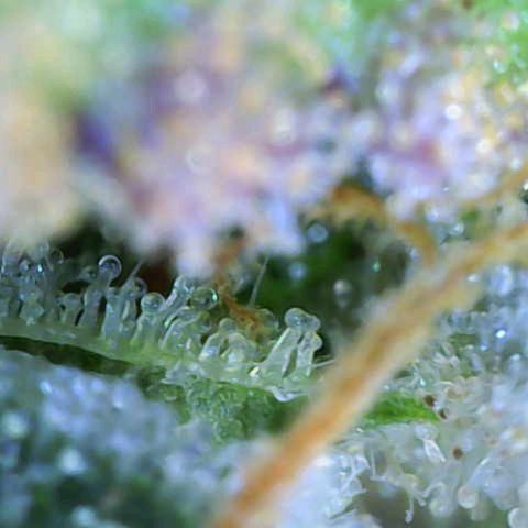 Sensi Seeds x Fat Beans - Candy Buds growlog photo: Woche 12
