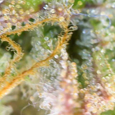 Sensi Seeds x Fat Beans - Candy Buds growlog photo: Woche 12