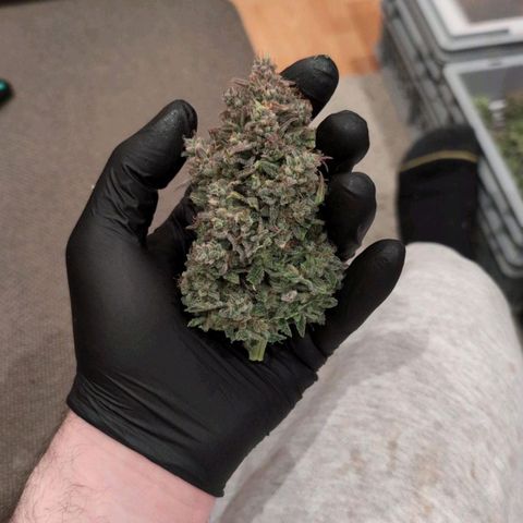 Sensi Seeds x Fat Beans - Candy Buds growlog photo: Ernte