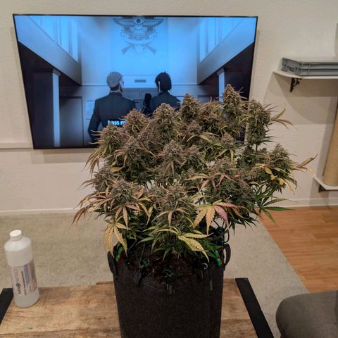 Sensi Seeds x Fat Beans - Candy Buds growlog photo: Ernte