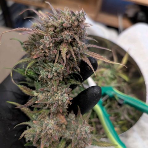 Sensi Seeds x Fat Beans - Candy Buds growlog photo: Ernte