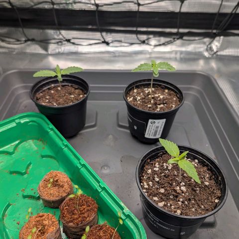 Fullgas! growlog timeline photo