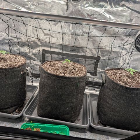 Fullgas! growlog photo: Zelt
