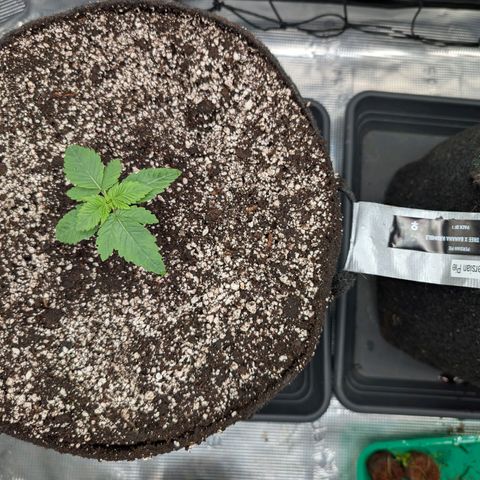 Persian Pie growlog photo: Nach dem umtopfen und erstem gießen.
