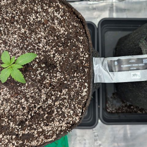 Fullgas! growlog photo: Nach umtopfen und erstem gießen.