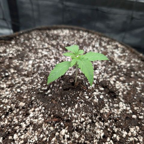 Fullgas! growlog photo: Nach umtopfen und erstem gießen.