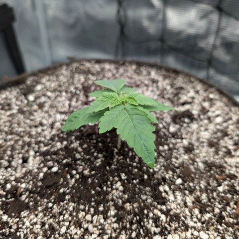 Persian Pie growlog photo: Nach umtopfen und erstem gießen.