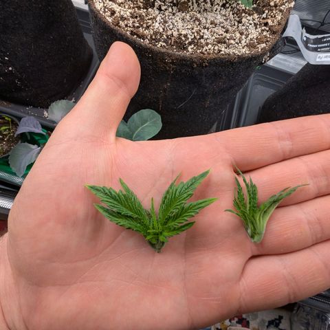 Fullgas! growlog timeline photo